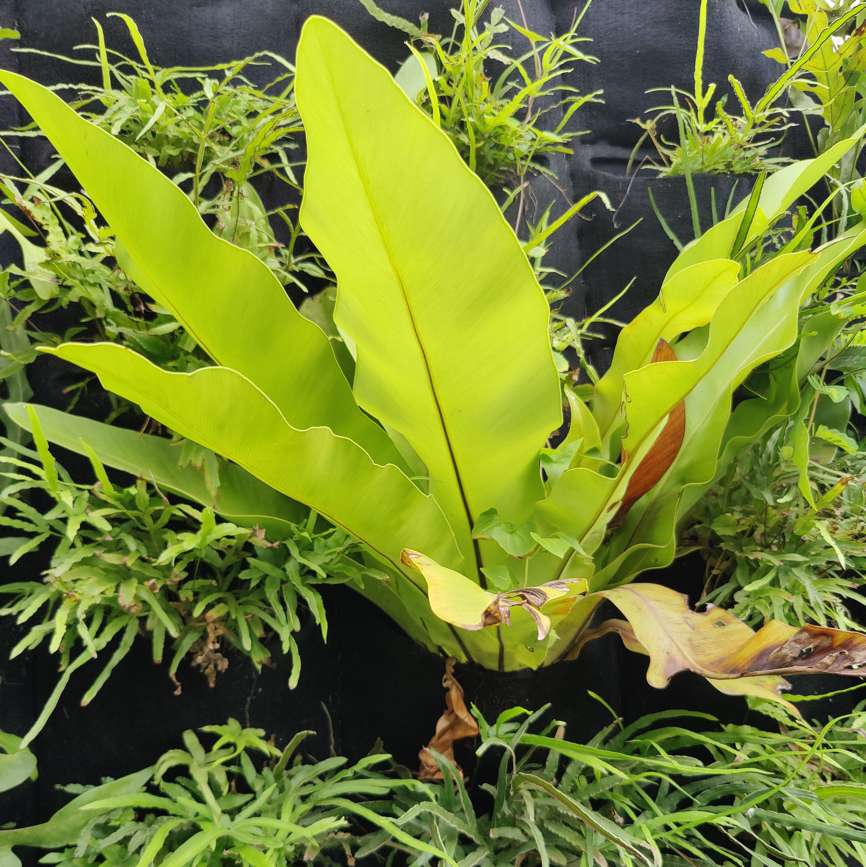 Bird's Nest Fern